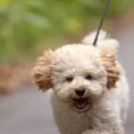 Maltipoo Barking