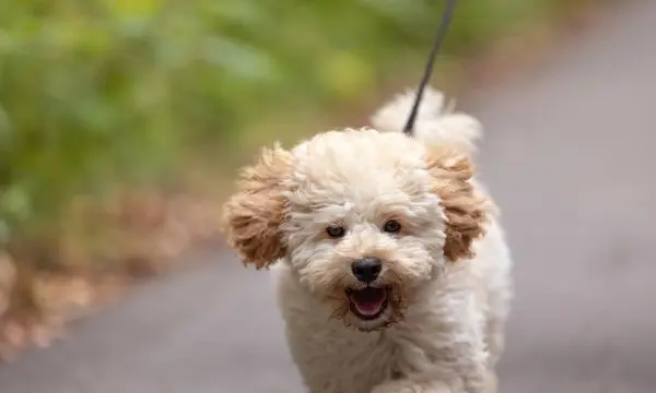 Maltipoo Barking