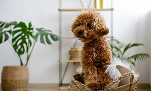 Maltipoo Barking