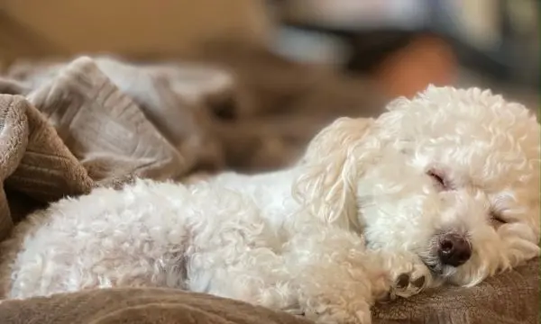 Maltipoo Sleeping