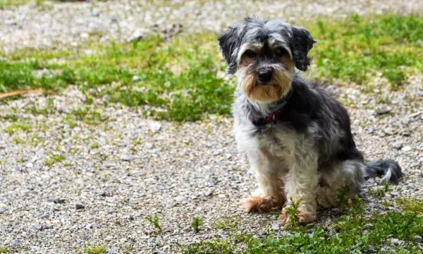 Train a Maltipoo