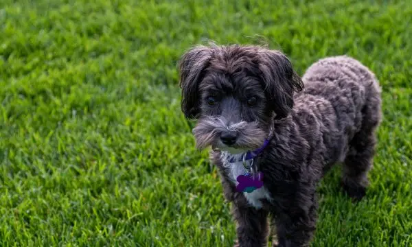 Black Maltipoo