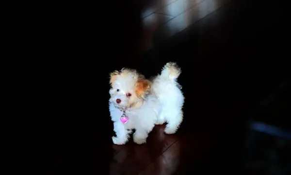 Maltipoo Haircut