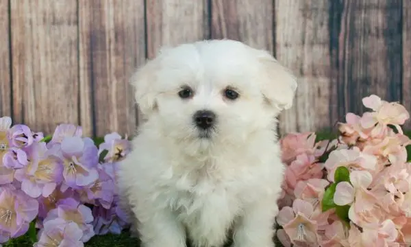 Maltipoo Names