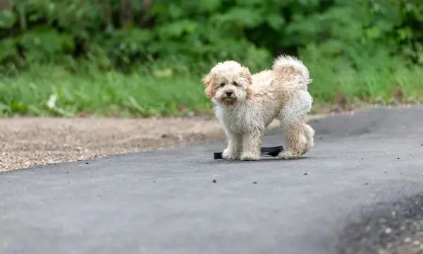 Hyper Maltipoo