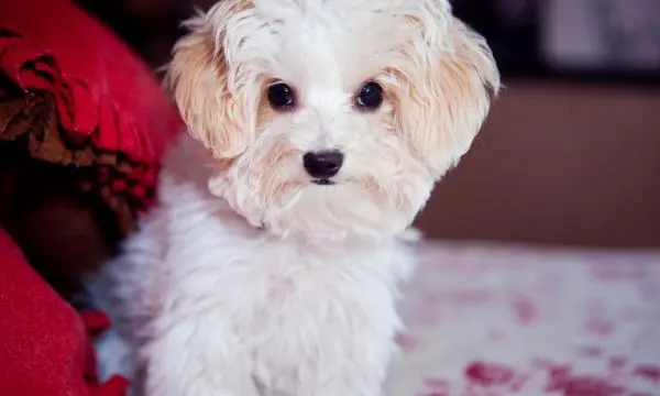 Maltipoo Haircut