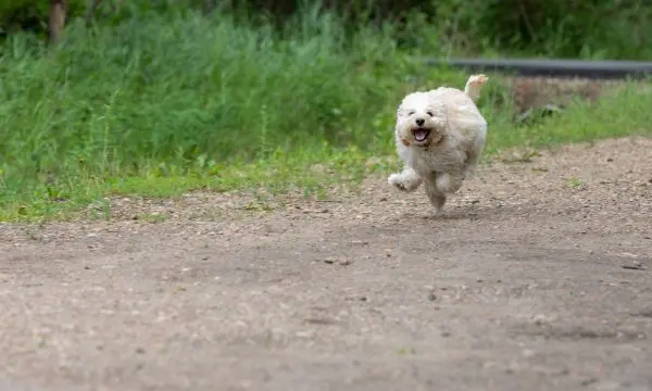 Maltipoo House Training