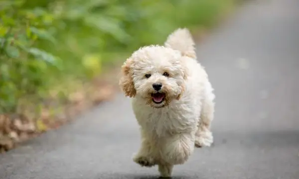 Hyper Maltipoo