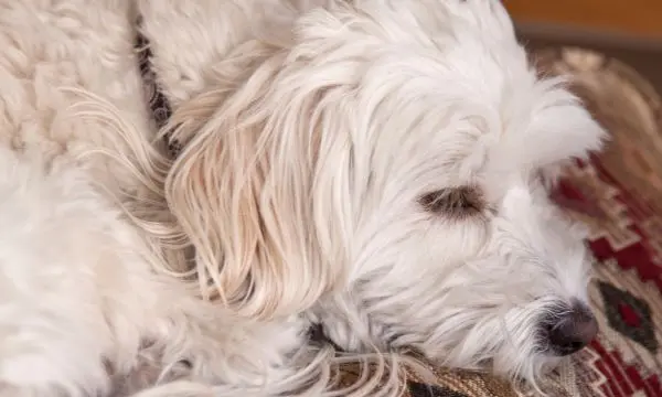 Maltipoo Tear Stains