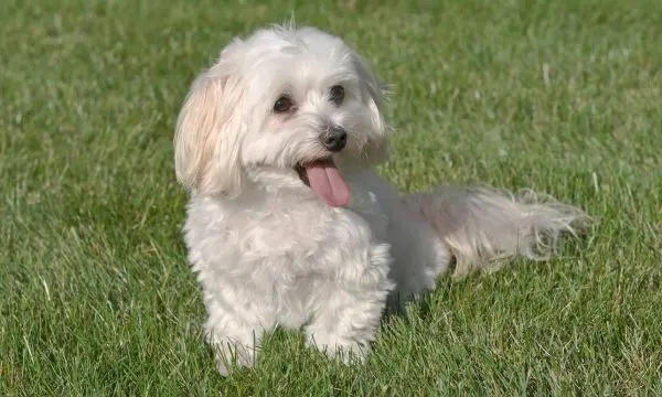 Maltipoo Puppy Hair Loss