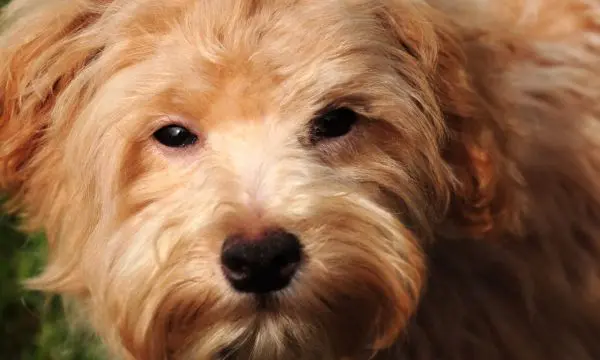 Brown Maltipoo