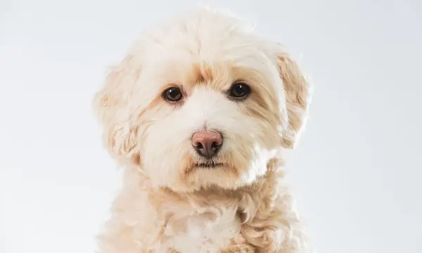 Maltipoo Puppy Care