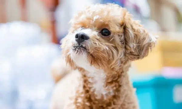 Maltipoo Temparament