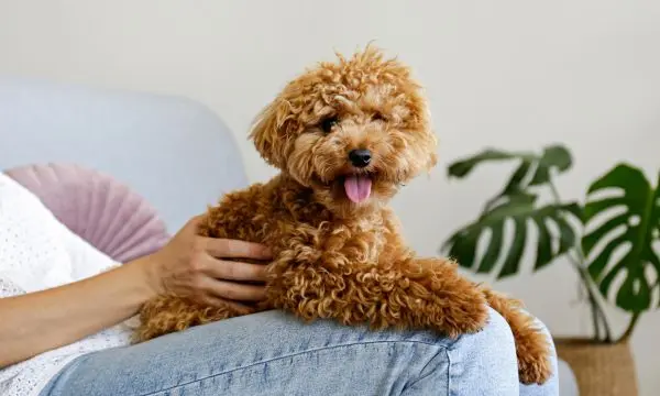 Brown Maltipoo