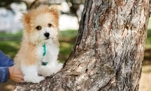 Maltipoo Puppy Care