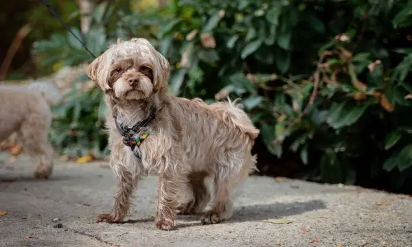 Maltipoo Health Problems