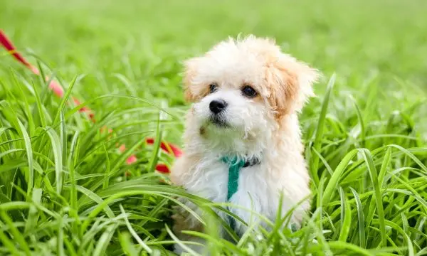 Maltipoo Coat and Hair Issues