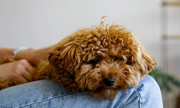 Maltipoo Coat and Hair Issues