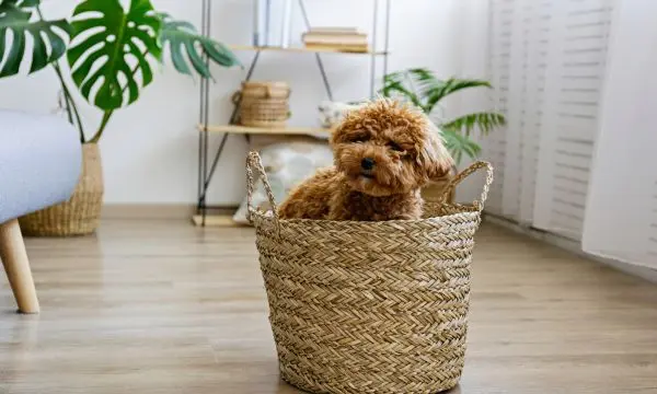 Maltipoo Grooming