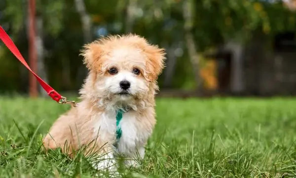 Maltipoo Breeding