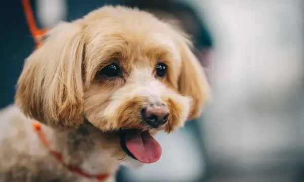 Maltipoo Breeding