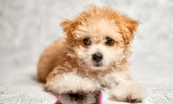 Why Your Maltipoo Might Not Be Eating