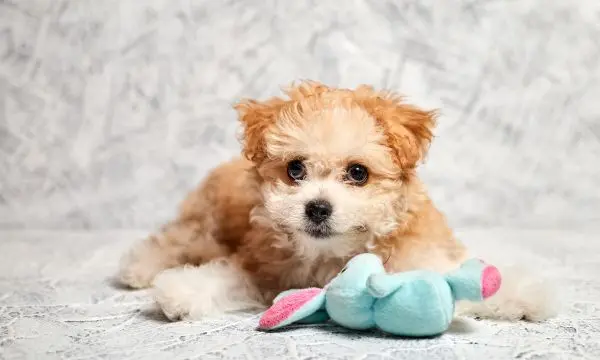 pros and cons of a maltipoo