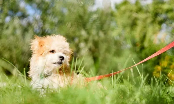 What Is Maltipoo