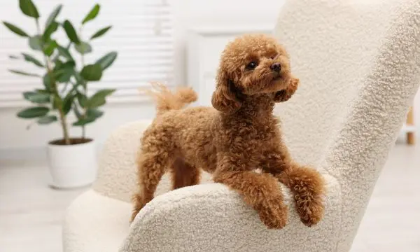 Maltipoo Exercise