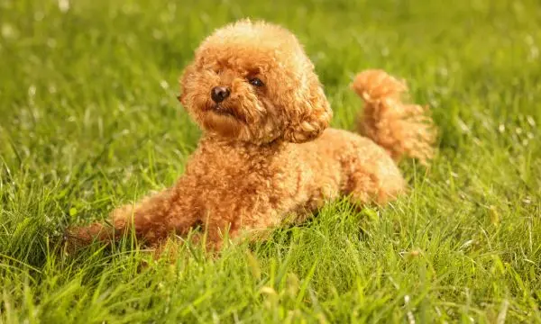 Signs of a Healthy Maltipoo Puppy