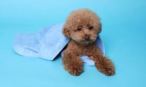 Maltipoo Tear Stains