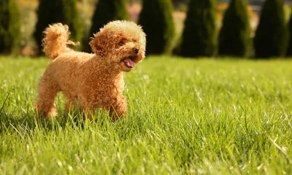 Signs of a Healthy Maltipoo Puppy