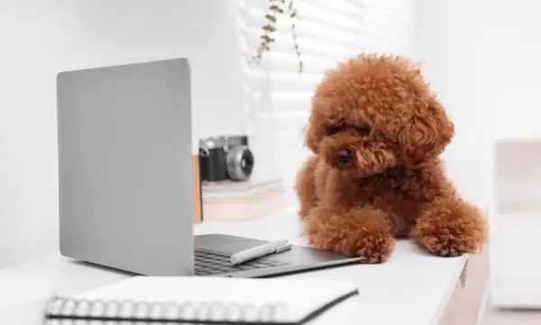 Maltipoo Ears