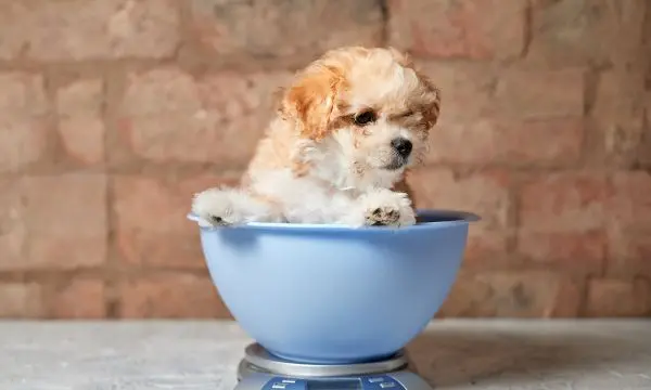 Maltipoo Age