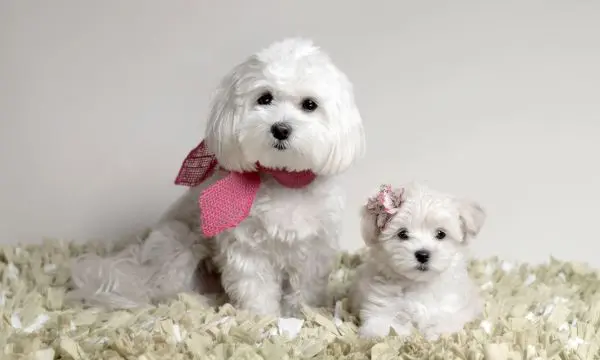 Maltipoo White Shaker Syndrome