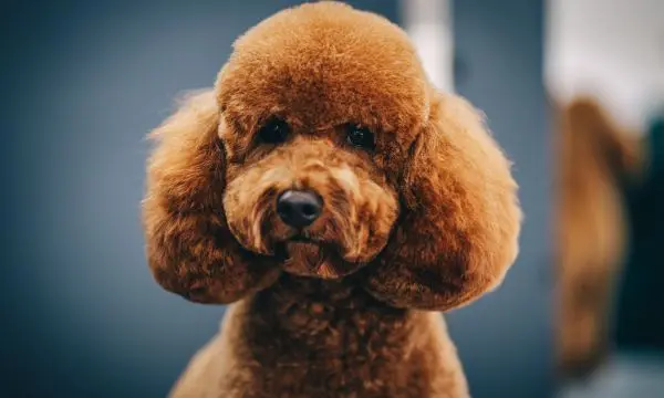 Maltipoo Ears