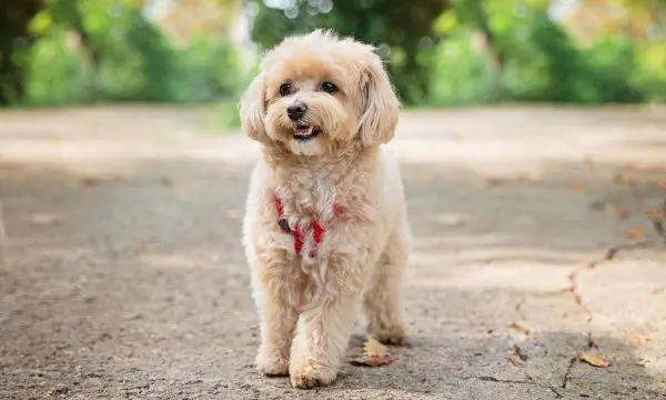 Maltipoo Facts