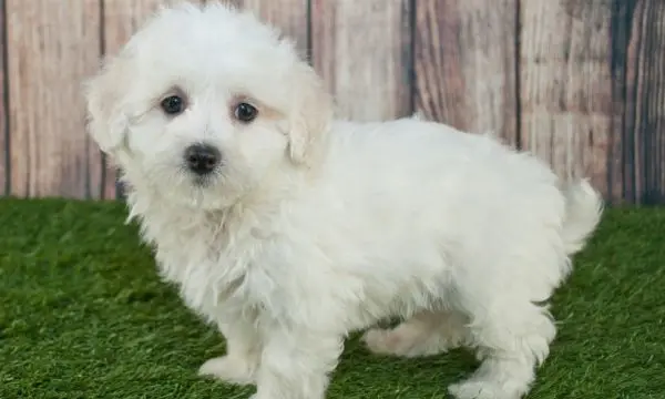 Maltipoo Toys