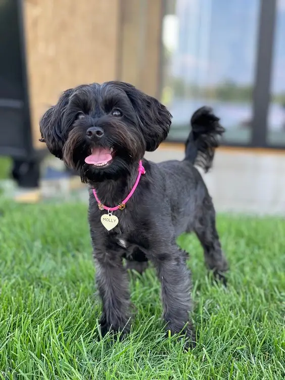 black maltipoo teacup