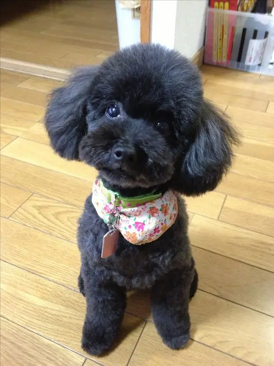 black maltipoo teacup