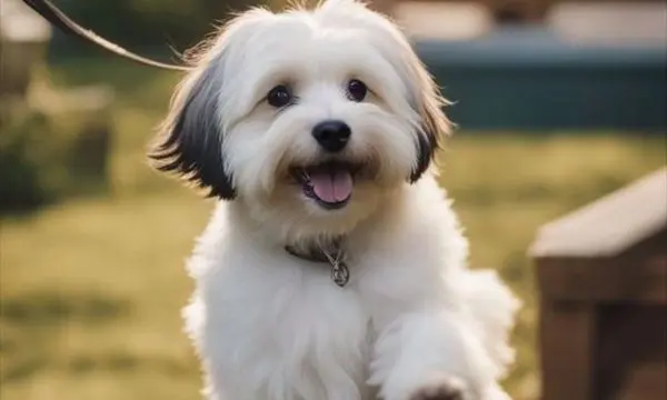 Maltipoo Hunger