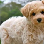 How Long do Maltipoo Live