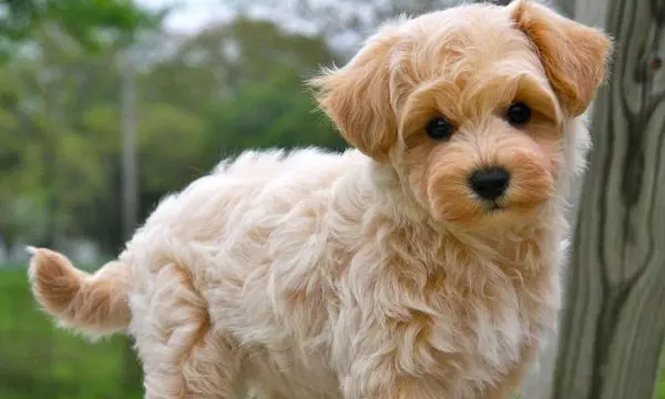 How Long do Maltipoo Live