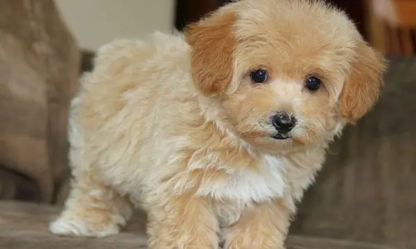 Is Maltipoo a Healthy Breed