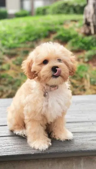 Maltipoo Teething and Chewing