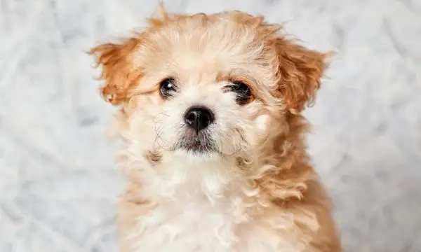 Maltipoo Care Tips