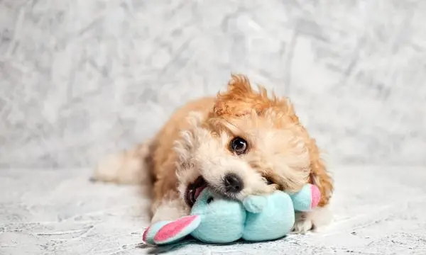 Maltipoo Cooking