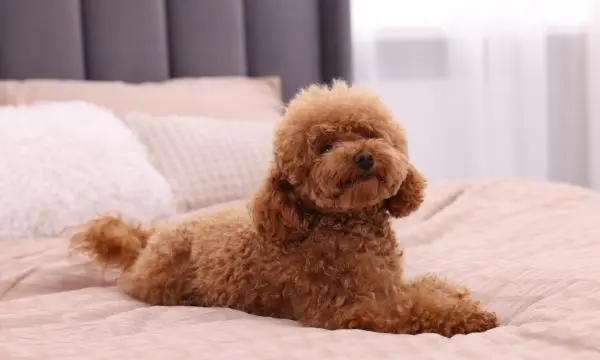 Maltipoo Lose Weight