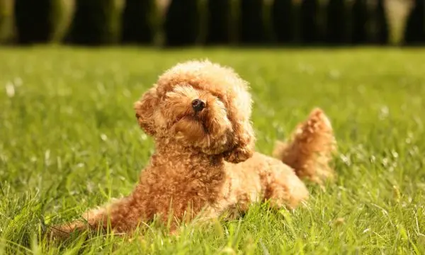 maltipoo skin tags