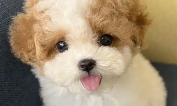 Maltipoo Eyes